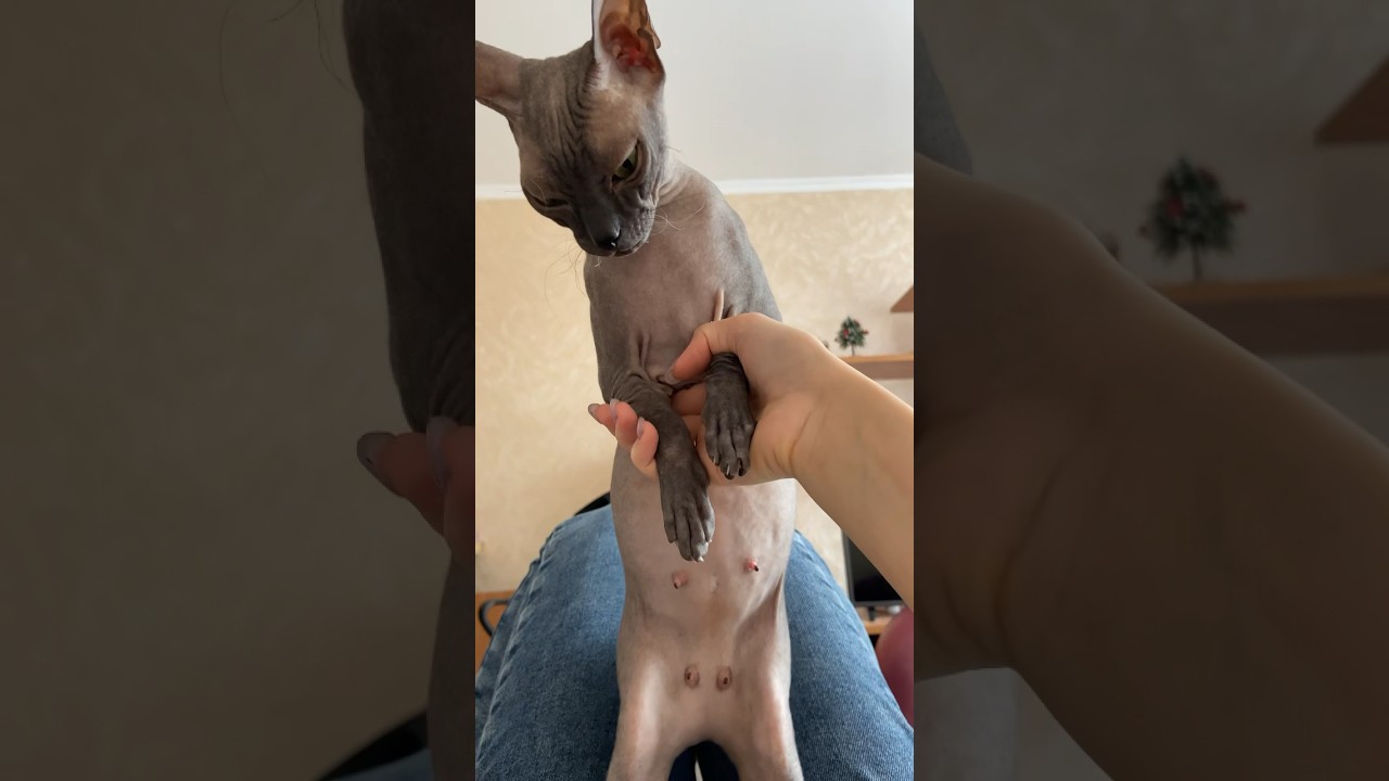 Беременная Сфинкс 7 недель 😱где живот #коты #котята #кошка #канадскийсфинкс #сфинкс #россия
