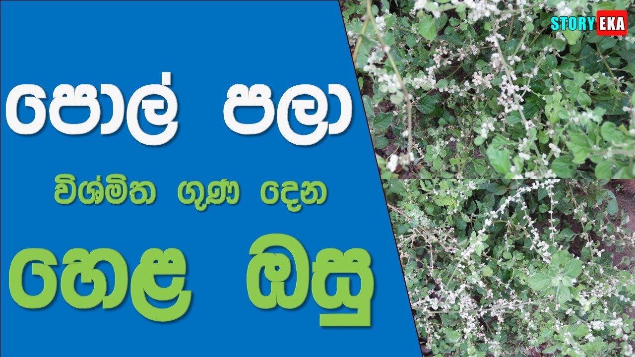 Ath Beheth Sinhala Story Eka YouTube