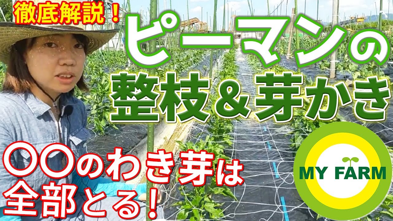 ピーマンの整枝 芽かきを基本から解説 やる理由からやり方まで かっちゃんの有機栽培ｺｰｻﾞ Youtube