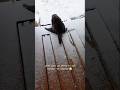 Die Katze ist vom Frost geschockt #cats #cat #funny #katze #kitty #katzen #kätzchen #funnycats