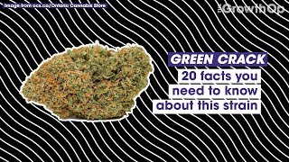 20 facts you need to know about Green Crack | Strain Facts