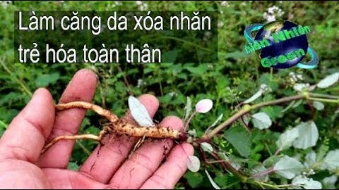 Cây sâm quy bầu, sâm đất, chống lão hóa mạnh, thiên nhiên green