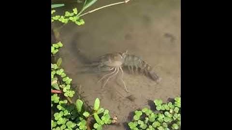 Cận cảnh Tôm càng xanh nước ngọt lột vỏ (Freshwater crayfish peeled)