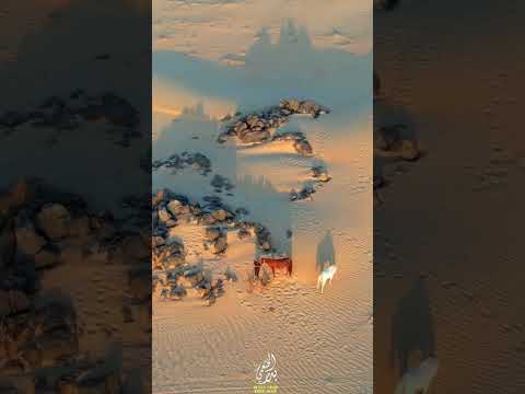 انا خاطري ضايق من الدار والمجلاس بدر الخثعمي تصوير جوي مافيك اير 2s بيشة اسطبل البلس 