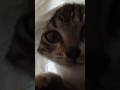 jj moli#cat #trending #viralvideo #catlovers #cute