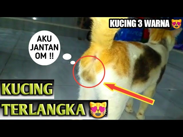 BEGINILAH PROSES KAWIN KUCING by ANIMAL LOVERS 27