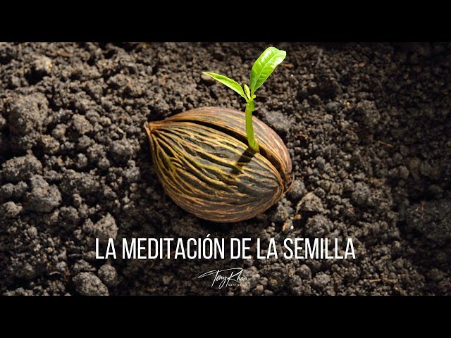 Meditación guiada de la semilla