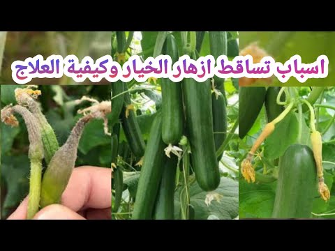اسباب تساقط الازهار في الخيار وكيفية العلاج