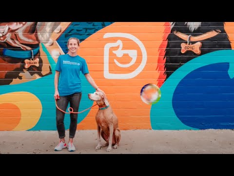 Dogtopia Palm Harbor Reviews