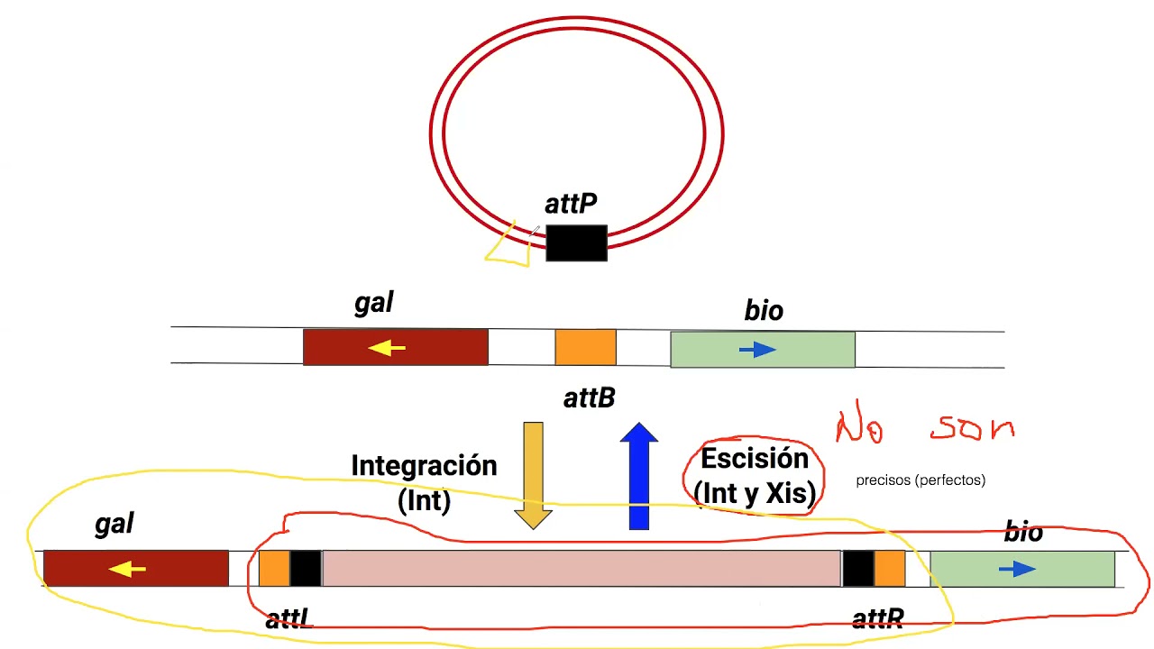 18 clase 12 mayo 2021. Genética microbiana