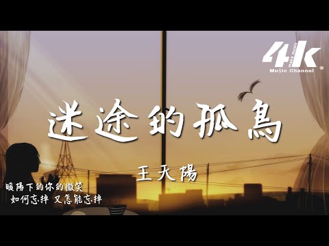 王天陽 - 迷途的孤鳥『被遺忘的孤鳥 還在迷途中央，默默地小心地 不再打擾。』【動態歌詞Lyrics|高音質】