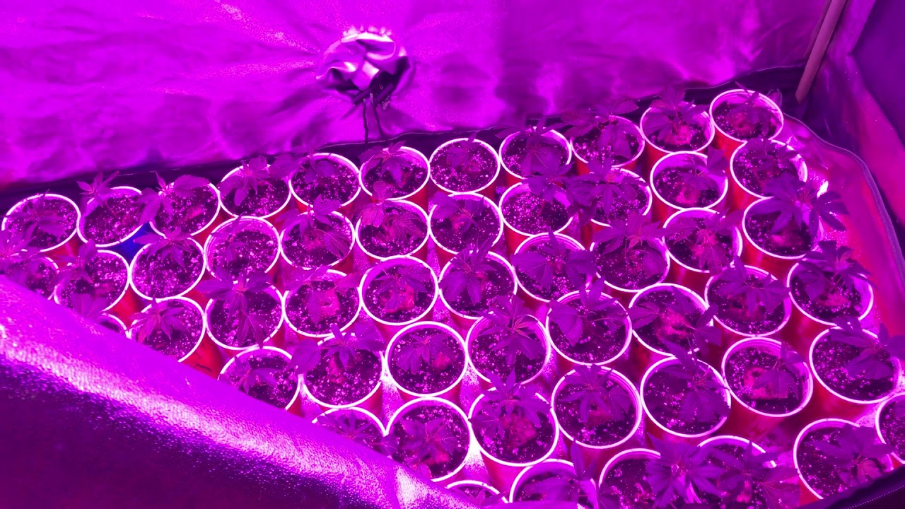 How to kill spider mites guaranteed. Grow weed like a guru clone update for season 3 coming SOON