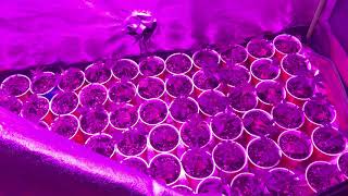 How to kill spider mites guaranteed. Grow weed like a guru clone update for season 3 coming SOON
