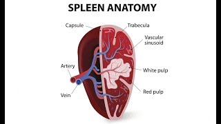 Spleen | Anatomy