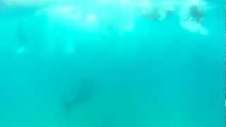 2012-02-25 - Whale-Shark.avi
