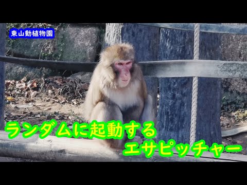 ニホンザル【ランダムに起動するエサピッチャー】＃東山動物園＃東山動植物園＃ニホンザル＃エサピッチャー＃エサ🐵東山動植物園、キノコ類　🌎（Blue earth animals）