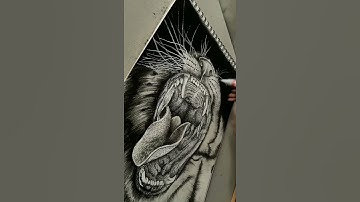 Realistic TIGER drawing