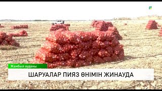 картинка: Шаруалар пияз өнімін жинауда