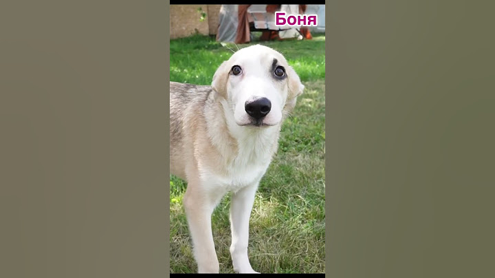 Щенята из коробки спустя 1,5 месяца ❤️