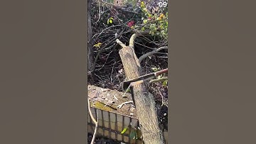 Cutting tree branches with an axe blade
