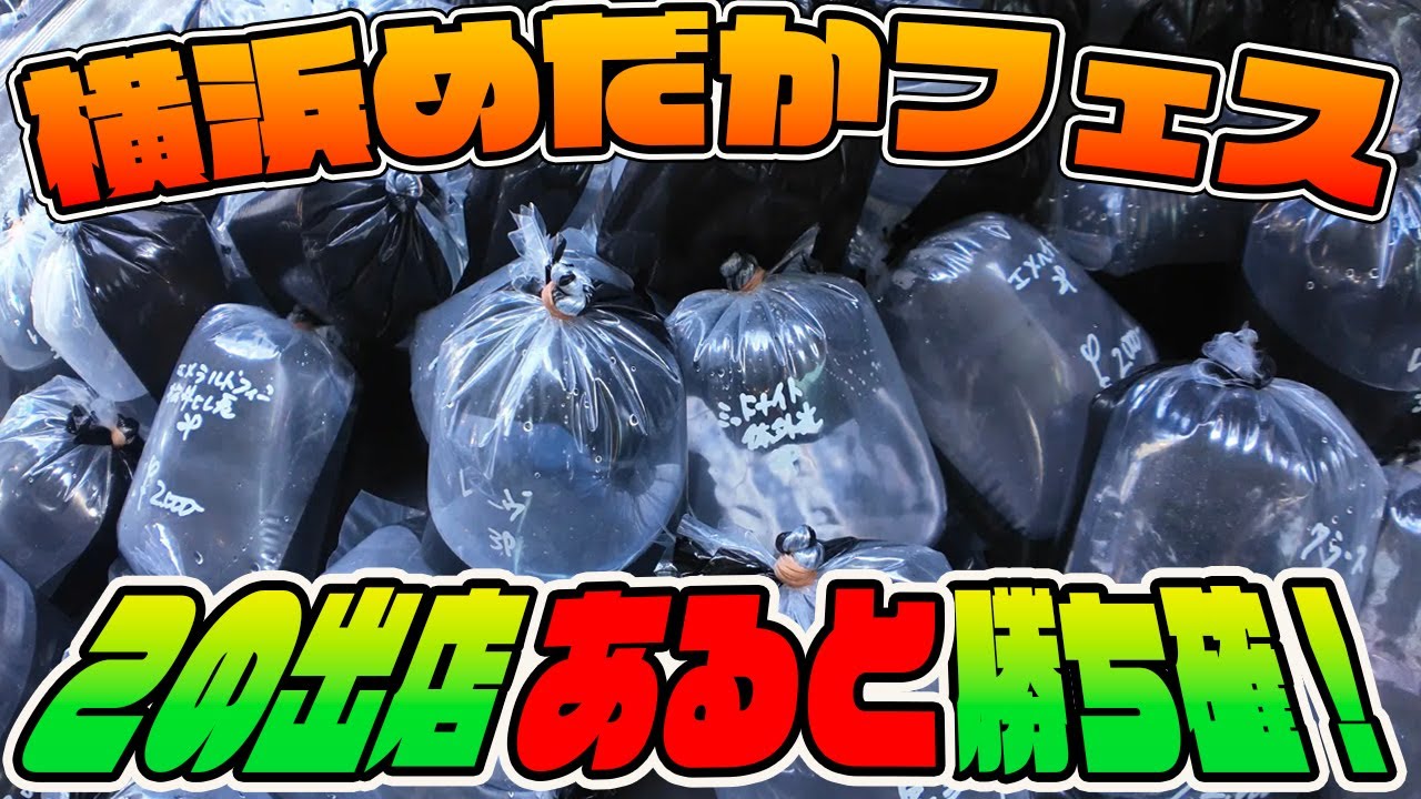 大盛況！横浜めだかフェスティバルが凄すぎた！