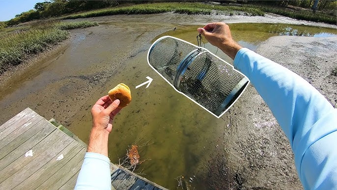 Easy Way to Catch Minnows! Free! Best Way? Fast! Minnow Trapping! - How to  Use Umbrella Net 