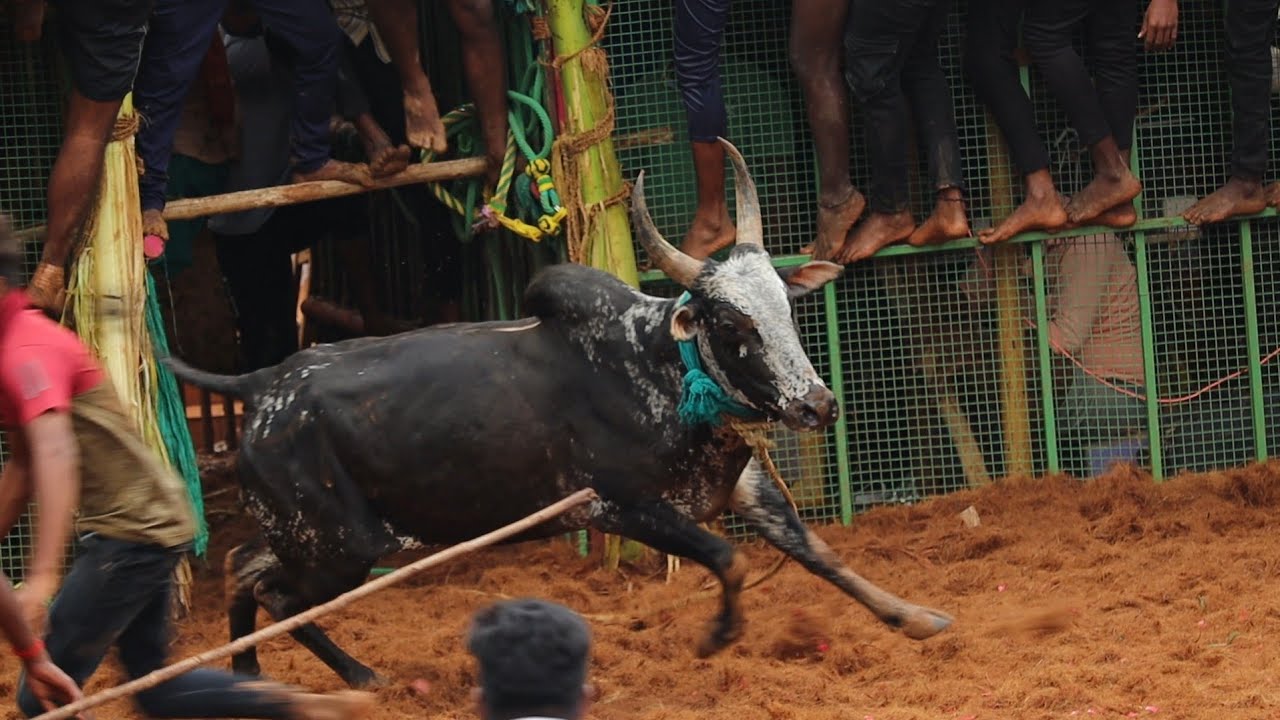 புதுக்கோட்டை முக்காணிப்பட்டி ஜல்லிக்கட்டு 2025|| Pudukkottai Mukkanipatti Jallikattu 2025