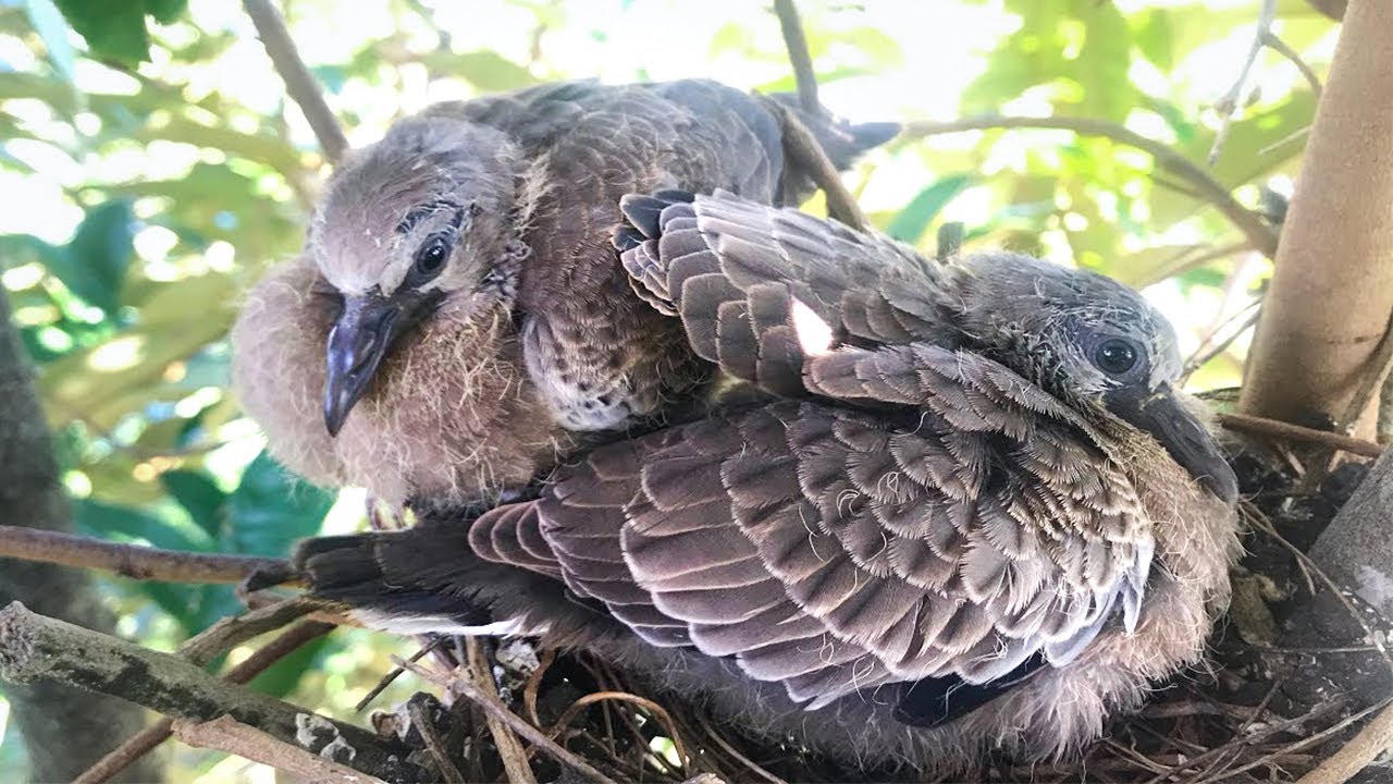 Spotted Dove Nesting Baby Dove Quietly Waiting For Mother In Their