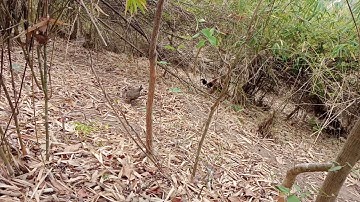 bẫy gà rừng gà già quá khôn, cuab qaib qus /17/4/2023.