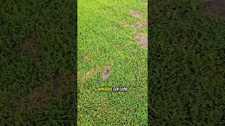 Way Too Many Moles In My Yard | #lawncare #moles #pests Way Too Many Moles In My Yard | #lawncare #moles #pests
