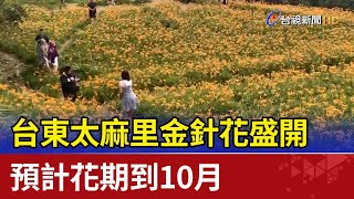 台東太麻里金針花盛開預計花期到10月 