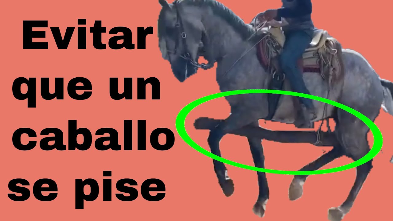 Работает ли эта система, чтобы лошадь не наступила на подкову?