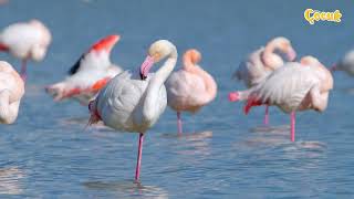 Hayvanlar Âlemi Flamingo