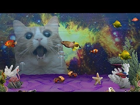 Vidéo: Priver Les Chats Et Les Chats (tonte Et Autres Espèces): à Quoi ça Ressemble, Signes, Traitement Des Chatons Et Des Animaux Adultes à La Maison, Photo