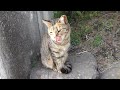 【Cat Video】　　Cat「Peropero」 #cat #cats #cute