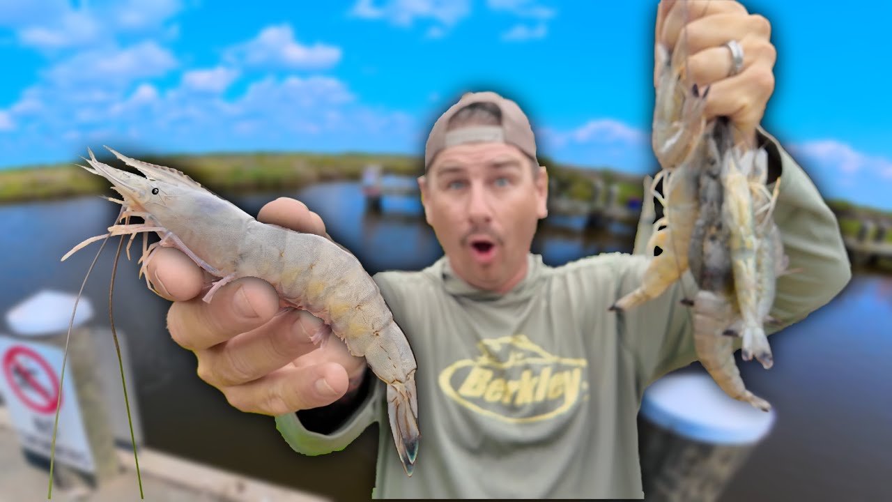 Catching the BIGGEST SHRIMP I've Ever Seen From a Public Pier (catch and cook)