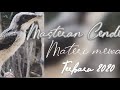 Masteran Burung Cendet Terbaru Materi Mewah Full Tembakan Mp3 - Mp4 Download