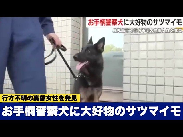 お手柄警察犬に大好物のサツマイモ 鹿児島市で行方不明の高齢女性を