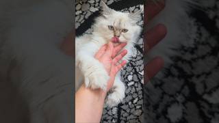 #lila #prenseslila #konusankediler #kedivideoları #cat #catshorts #cute #cutecat #funny #kedi