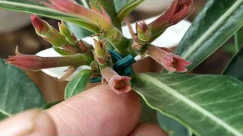 Como saber se a flor foi polinizada?