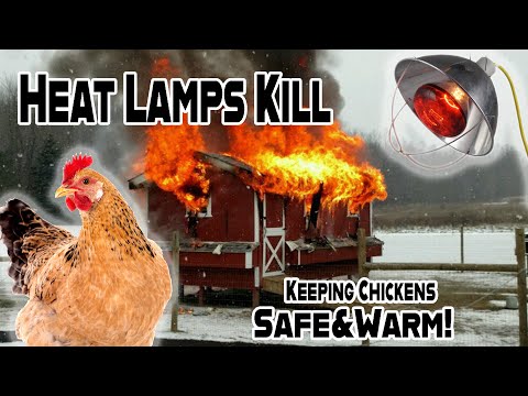 Keeping Chickens Warm Without Starting a Fire