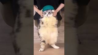 Dancing Cat Meme