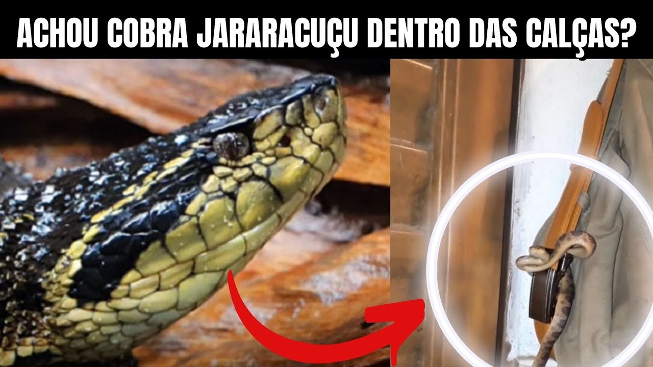 Cobra Jararacuçu dentro das calças? | Biólogo Henrique o Biólogo das Cobras