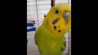 Şu Surata Bak Bele Bi Surat Yok Resimi