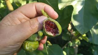 White Madeira #1 Fig - Prolific and Great Variety