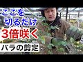【切らないと咲かない】誰でも咲かせれるバラの剪定教えます 【カーメン君】【園芸】【ガーデニング】【初心者】