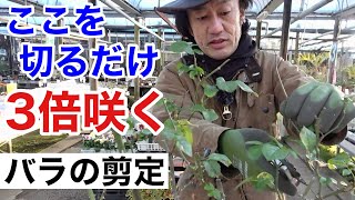 【切らないと咲かない】誰でも咲かせれるバラの剪定教えます　　　　【カーメン君】【園芸】【ガーデニング】【初心者】