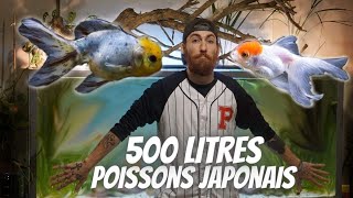 L'aquarium de mes rêves : 500 litres de pur bonheur !! (poisson rouge)