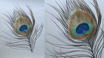 How to Draw a Peacock Feather in Color Pencils | Realistic Peacock Feather Drawing