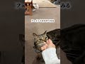 こてつ×母毛玉②。